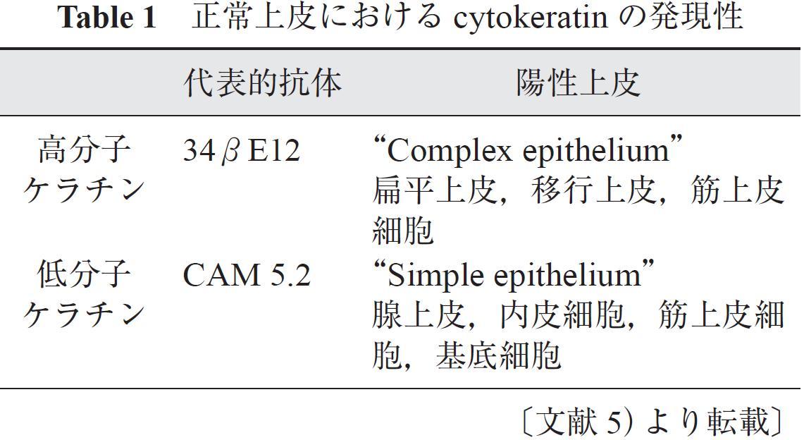 Table 1　正常上皮におけるcytokeratin の発現性