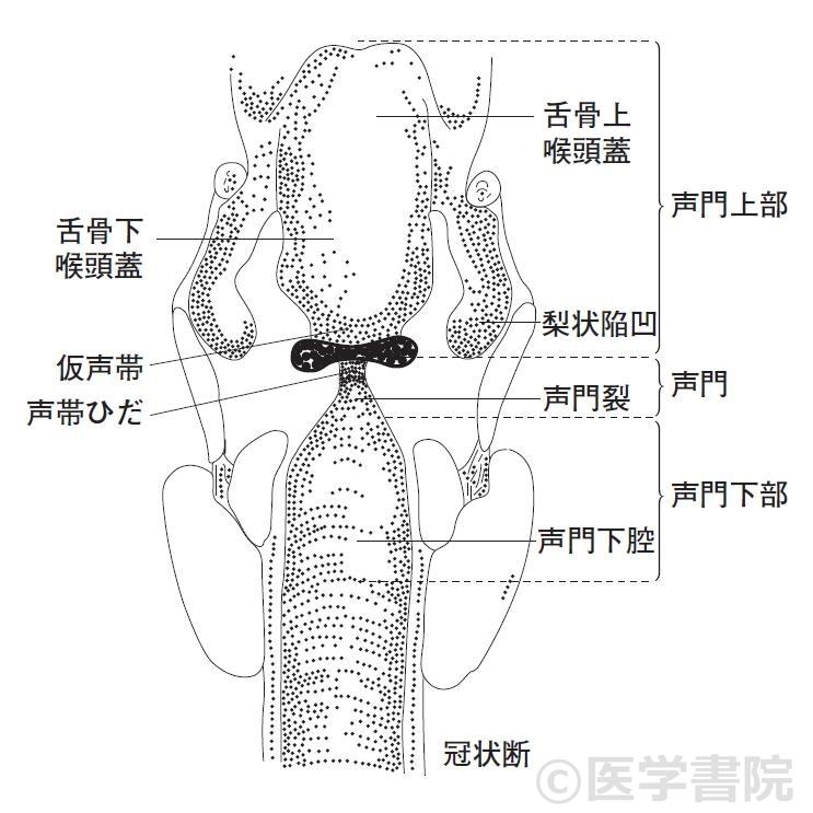 Fig. 2a 喉頭の亜分類．〔文献2）より改変して転載〕