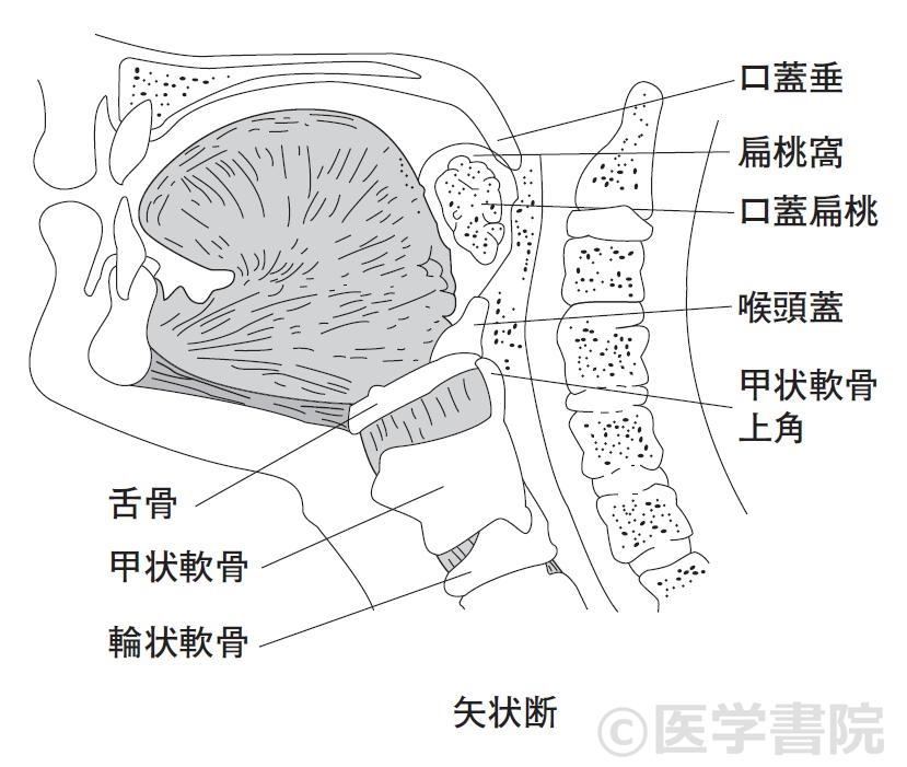 Fig. 1b 咽頭の亜分類．〔文献2）より改変して転載〕　