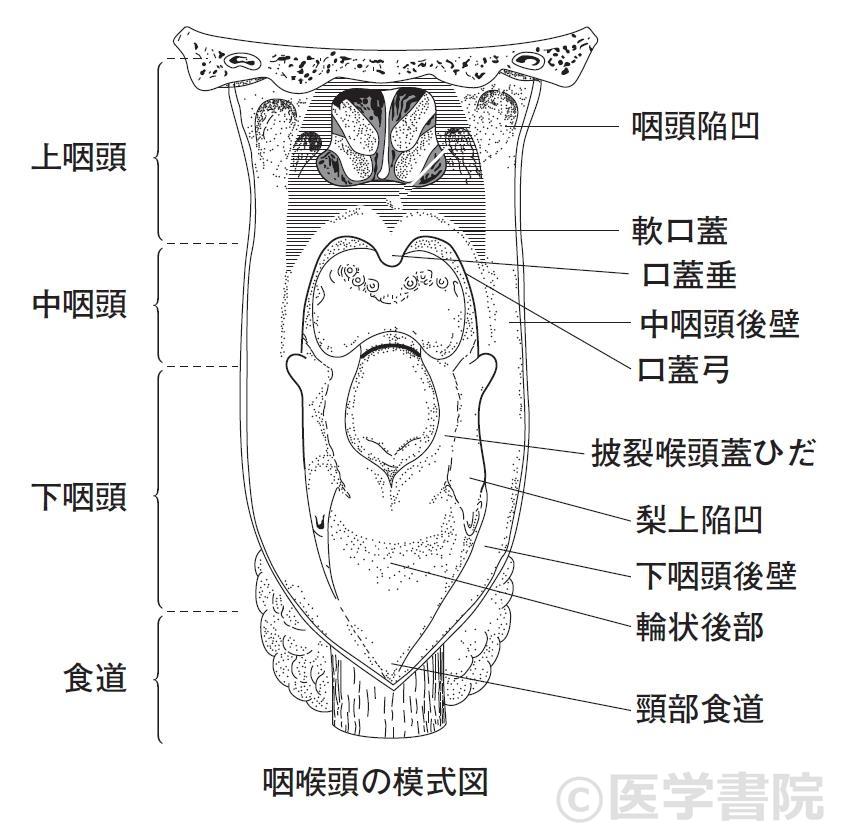 Fig. 1 　咽頭の亜分類．〔文献2）より改変して転載〕　