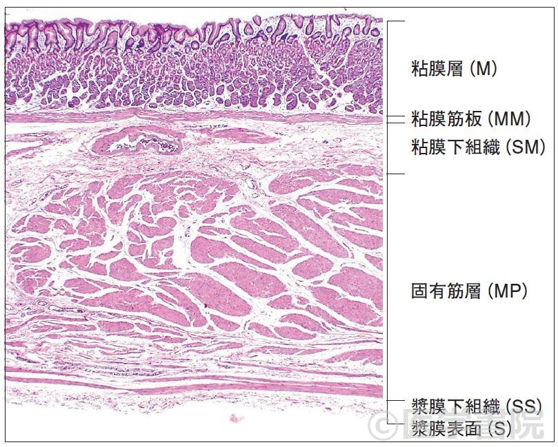 Fig. 2　胃壁断面組織像．