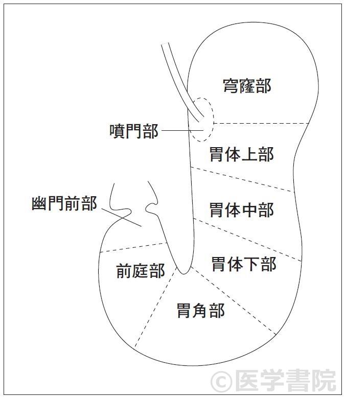 Fig. 1　胃の区分名称．