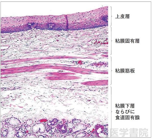 Fig. 4　食道粘膜および粘膜下層の組織像．