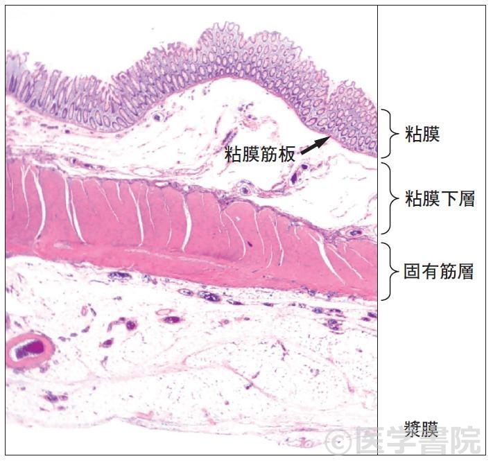 Fig. 2　大腸の正常組織断面．