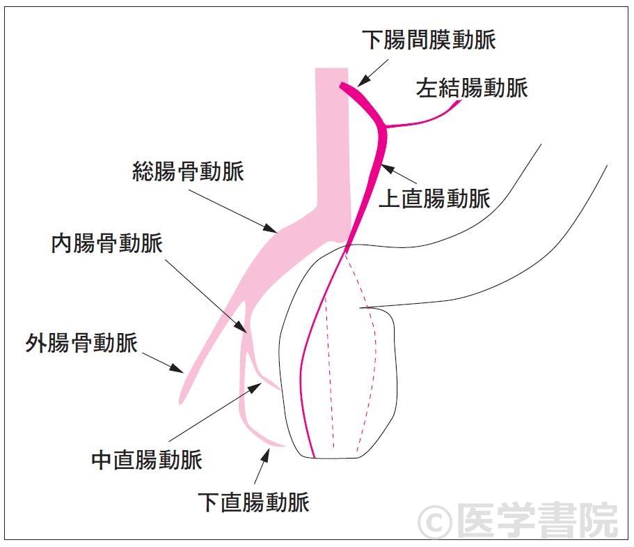 Fig. 4　肛門管の動脈．