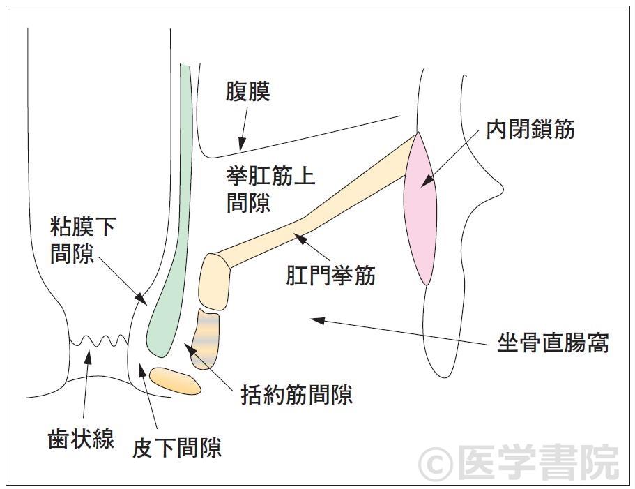 Fig. 3　肛門管周囲の組織間隙．