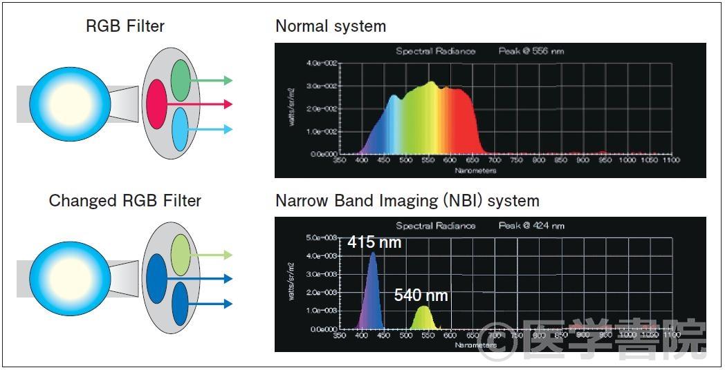 Fig. 1　NBI システムのフィルター特性．通常光が400～800 nm の可視光をすべてカバーしているのに対して（white light），NBI では415 nm，540 nm を中心とした短波長の狭帯域を使用している（bluelight）．この変換は内視鏡手元のスイッチで1 秒以内に行うことが可能である．